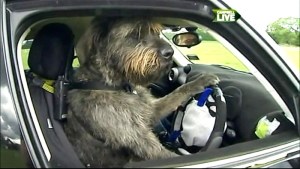 As you can see, New Zeelanders drive on the right. Good thing this fellow is left-handed.