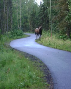 I ran into this little lady on Ship's Creek Trail and she refused to let me by.  Something about calling her a fat cow.