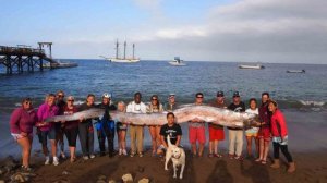 Perhaps you have seen this photo of an 18-foot oarfish that was captured at Catalina Island this summer.  Two words:  Heebie. Jeebie.  Stolen from latimes.com